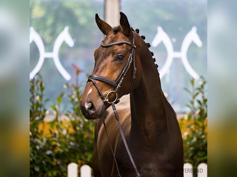 Hannoveriano Caballo castrado 3 años 172 cm Castaño in Verden