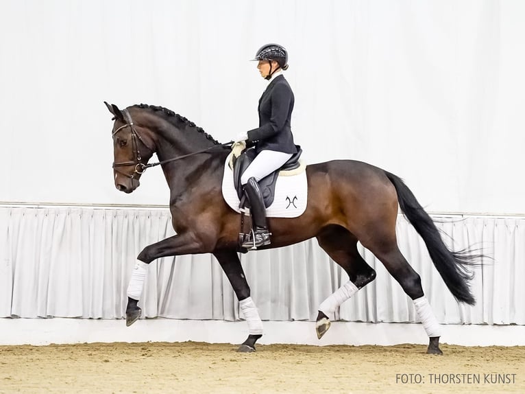 Hannoveriano Caballo castrado 3 años 172 cm Castaño in Verden