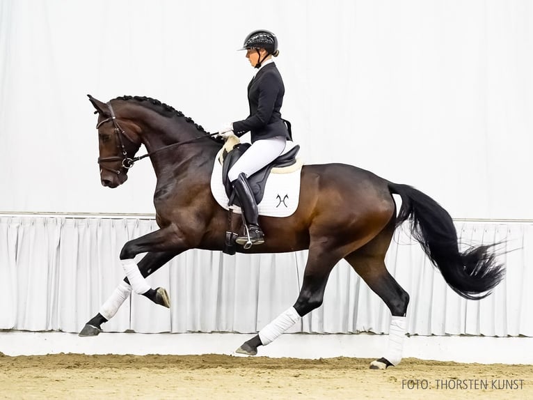 Hannoveriano Caballo castrado 3 años 172 cm Castaño in Verden