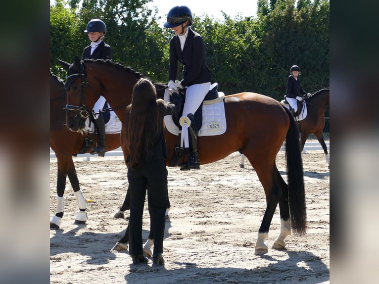 Hannoveriano Caballo castrado 3 años 172 cm Castaño oscuro in Greifenstein