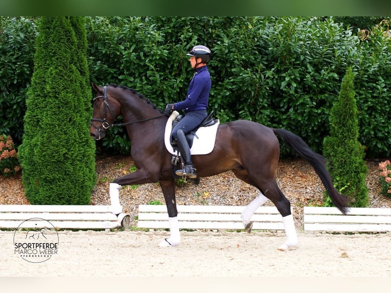 Hannoveriano Caballo castrado 3 años 172 cm Castaño oscuro in Petershagen