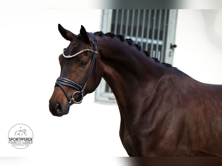 Hannoveriano Caballo castrado 3 años 172 cm Castaño oscuro in Petershagen