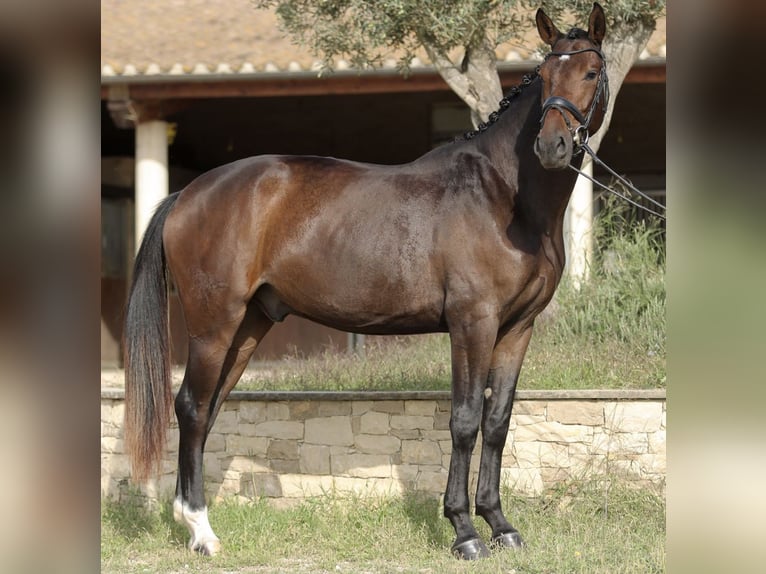 Hannoveriano Caballo castrado 3 años 172 cm Castaño oscuro in Sant Gregori (Municipio)