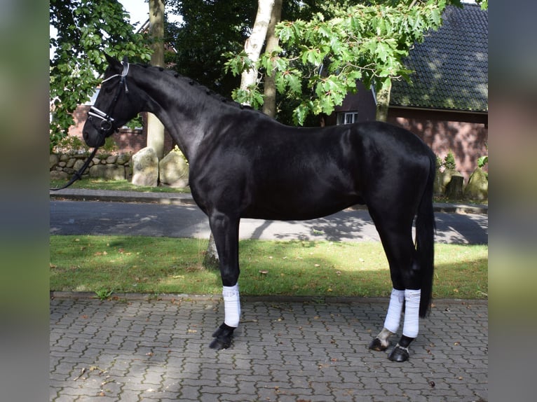 Hannoveriano Caballo castrado 3 años 172 cm Negro in Fredenbeck