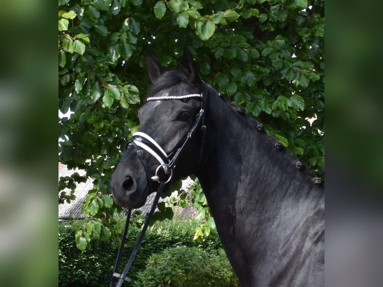 Hannoveriano Caballo castrado 3 años 172 cm Negro in Fredenbeck