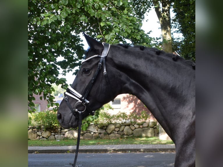 Hannoveriano Caballo castrado 3 años 172 cm Negro in Fredenbeck