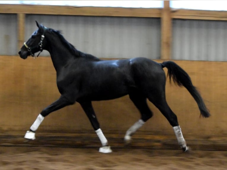 Hannoveriano Caballo castrado 3 años 172 cm Negro in Fredenbeck