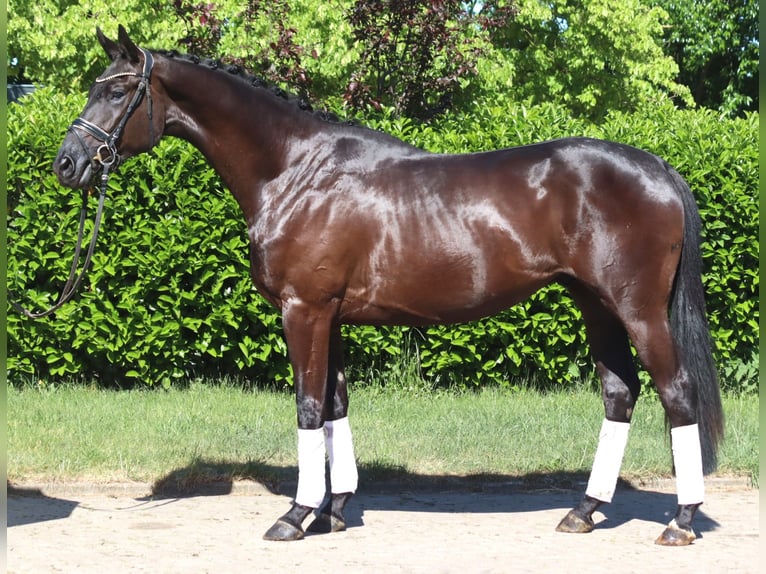 Hannoveriano Caballo castrado 3 años 172 cm Negro in Selsingen