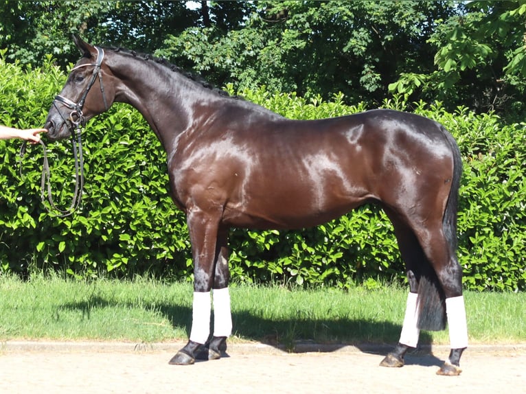 Hannoveriano Caballo castrado 3 años 172 cm Negro in Selsingen