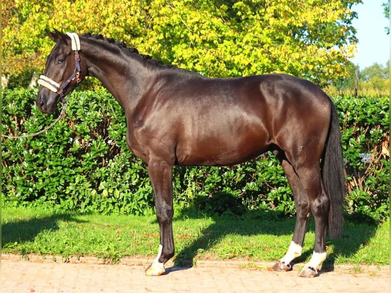 Hannoveriano Caballo castrado 3 años 172 cm Negro in Selsingen