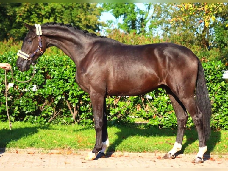 Hannoveriano Caballo castrado 3 años 172 cm Negro in Selsingen