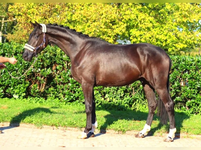 Hannoveriano Caballo castrado 3 años 172 cm Negro in Selsingen