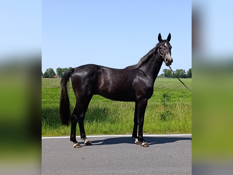 Hannoveriano Caballo castrado 3 años 172 cm Tordo in Ihlow