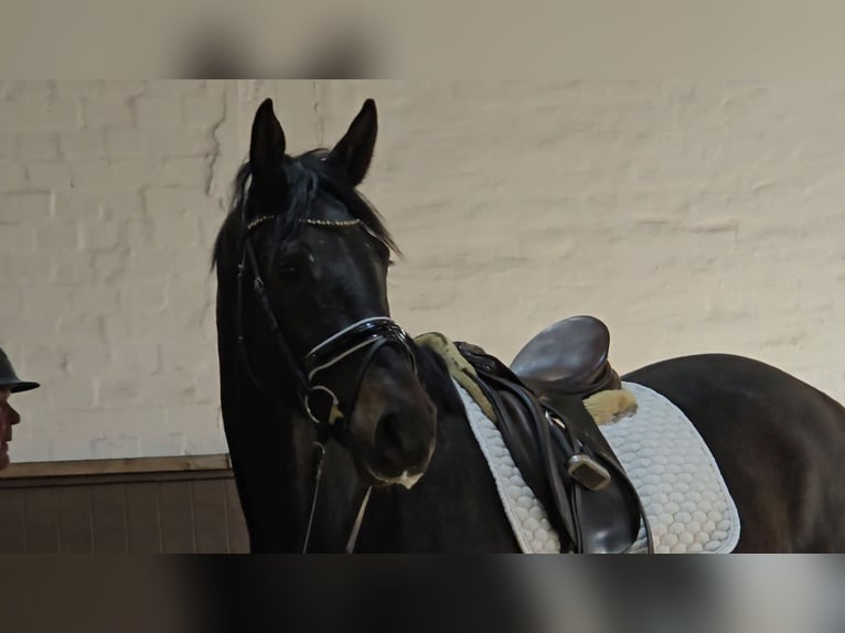 Hannoveriano Caballo castrado 3 años 173 cm Morcillo in Lauenburg