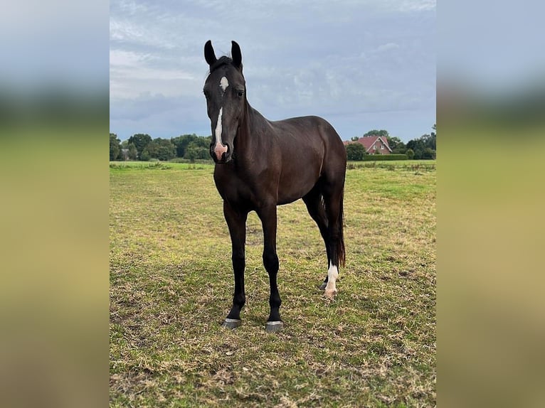 Hannoveriano Caballo castrado 3 años 173 cm Negro in Aurich