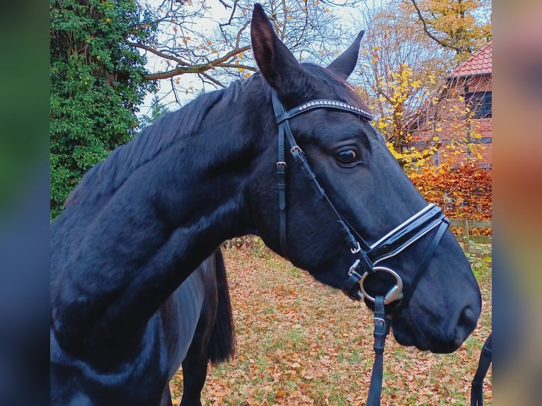 Hannoveriano Caballo castrado 3 años 173 cm Negro in Burgdorf