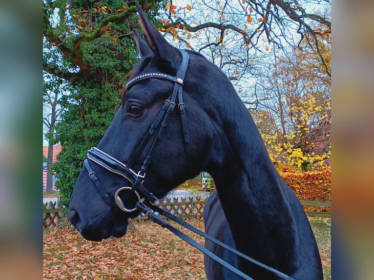 Hannoveriano Caballo castrado 3 años 173 cm Negro in Burgdorf