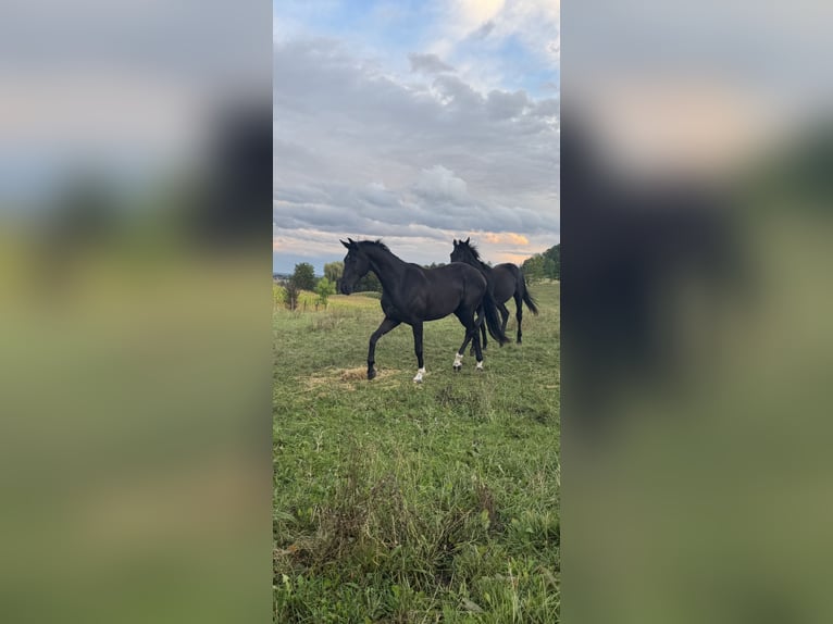 Hannoveriano Caballo castrado 3 años 173 cm Negro in Hardegsen