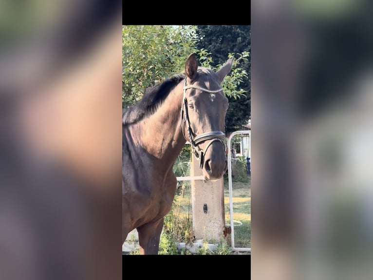 Hannoveriano Caballo castrado 3 años 173 cm Negro in Hardegsen