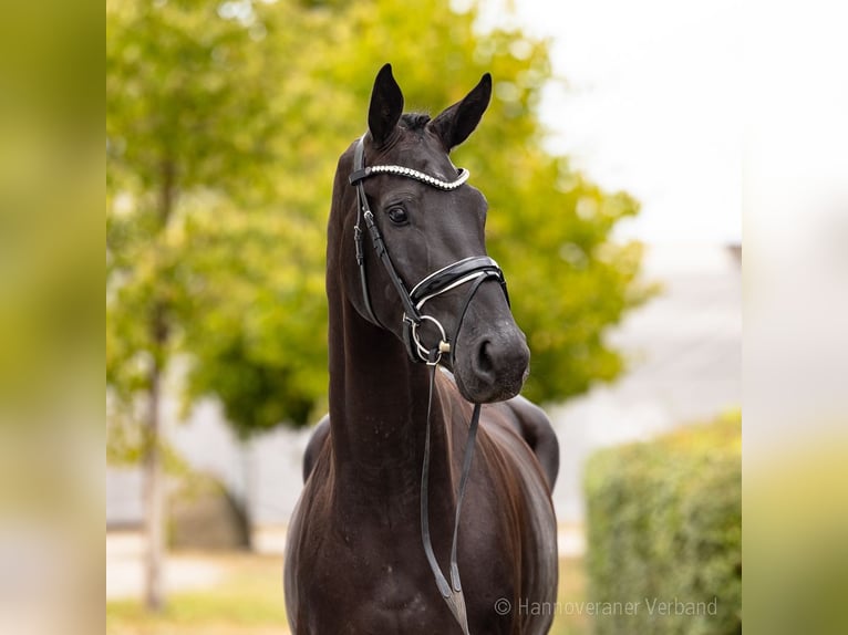Hannoveriano Caballo castrado 3 años 173 cm Negro in Verden
