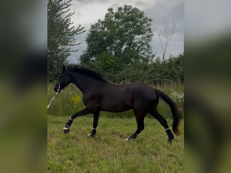 Hannoveriano Caballo castrado 3 años 173 cm Negro in Vienenburg