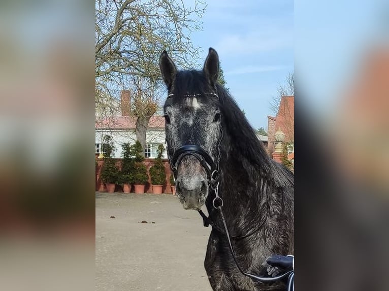 Hannoveriano Caballo castrado 3 años 173 cm Tordo rodado in Prietzen