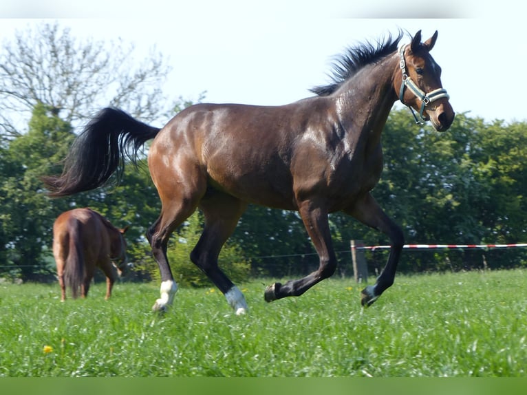 Hannoveriano Caballo castrado 3 años 174 cm Castaño in Krummh&#xF6;rn