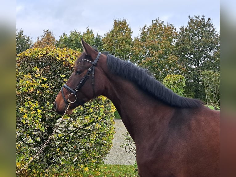 Hannoveriano Caballo castrado 3 años 174 cm Castaño in Loxstedt