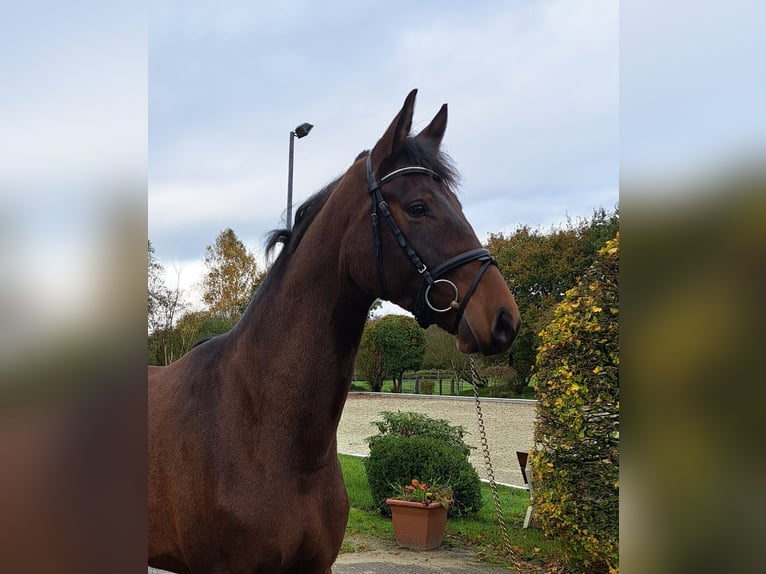 Hannoveriano Caballo castrado 3 años 174 cm Castaño in Loxstedt