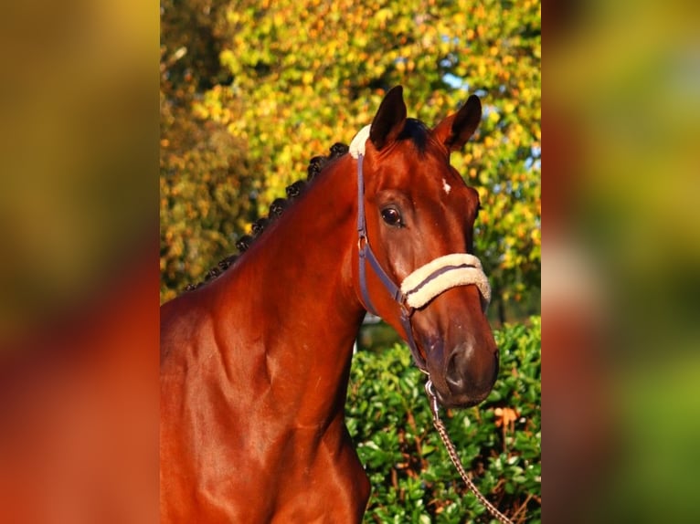 Hannoveriano Caballo castrado 3 años 174 cm Castaño in Selsingen