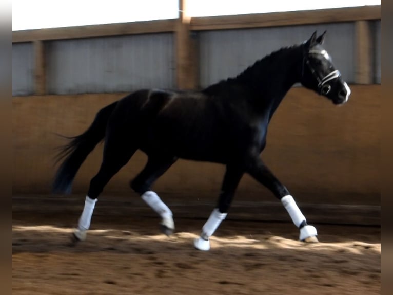 Hannoveriano Caballo castrado 3 años 174 cm Negro in Fredenbeck9