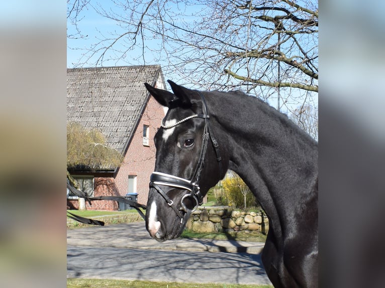 Hannoveriano Caballo castrado 3 años 174 cm Negro in Fredenbeck9