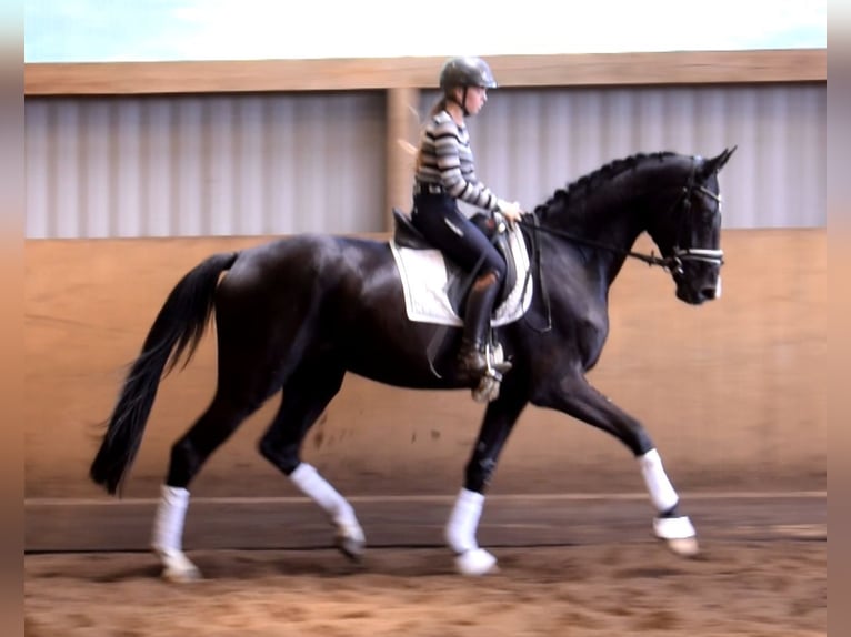 Hannoveriano Caballo castrado 3 años 174 cm Negro in Fredenbeck