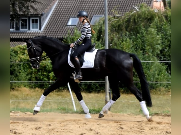 Hannoveriano Caballo castrado 3 años 174 cm Negro in Fredenbeck