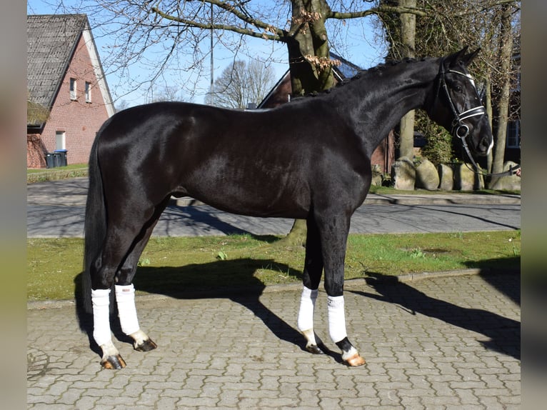 Hannoveriano Caballo castrado 3 años 174 cm Negro in Fredenbeck