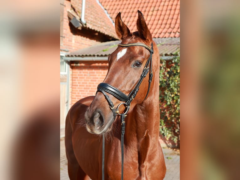 Hannoveriano Caballo castrado 3 años 175 cm Alazán in Dannenberg (Elbe)