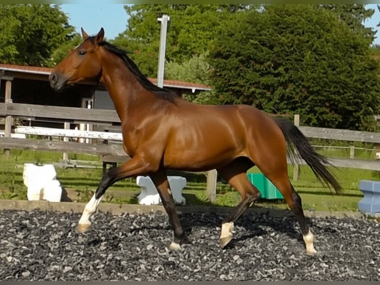 Hannoveriano Caballo castrado 3 años 175 cm Castaño in Neu-Eichenberg