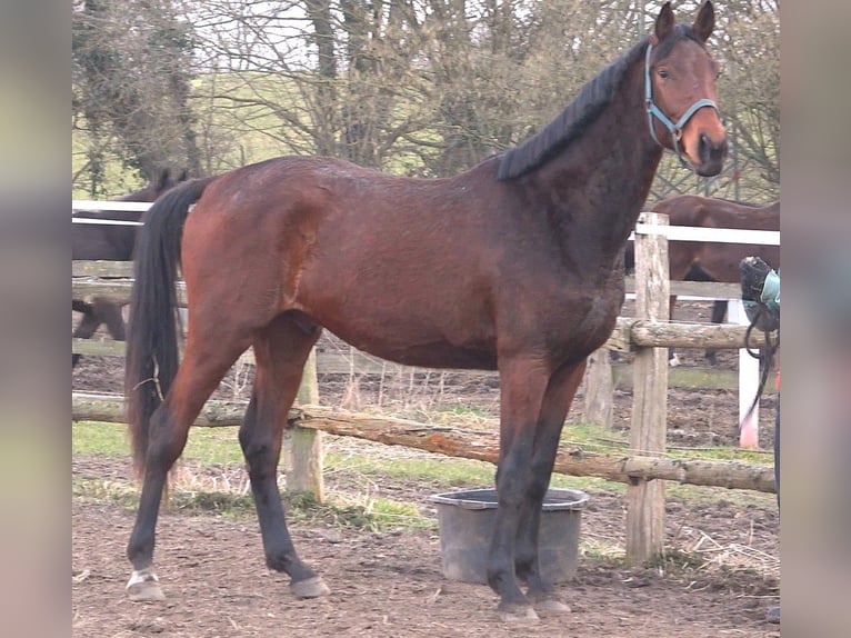 Hannoveriano Caballo castrado 3 años 175 cm Castaño oscuro in Ratekau