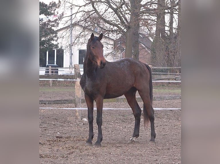 Hannoveriano Caballo castrado 3 años 175 cm Castaño oscuro in Ratekau