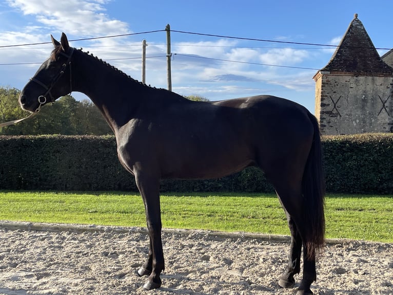 Hannoveriano Caballo castrado 3 años 175 cm Castaño oscuro in DIGES