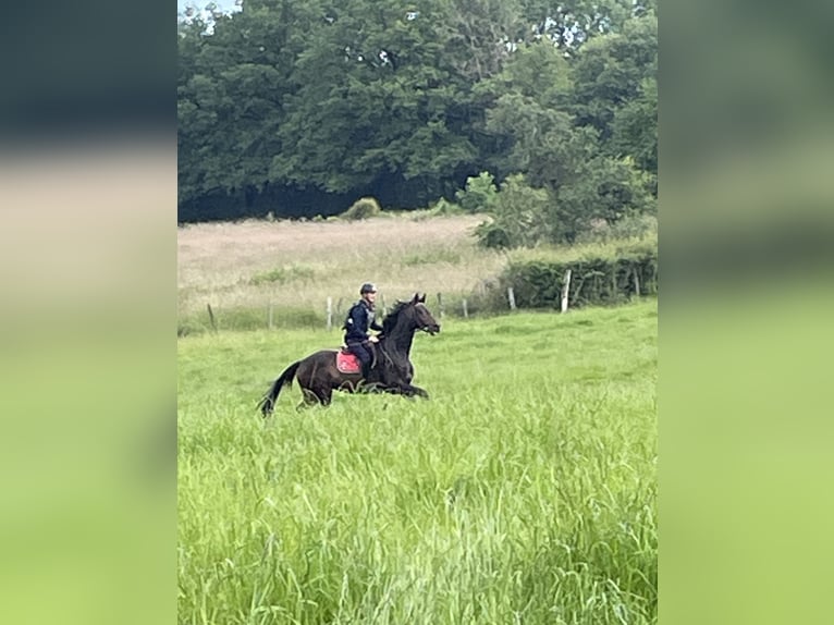 Hannoveriano Caballo castrado 3 años 175 cm Castaño oscuro in DIGES