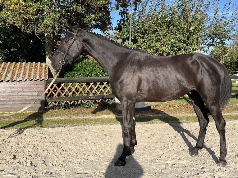 Hannoveriano Caballo castrado 3 años 175 cm Castaño oscuro in DIGES