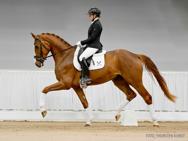 Hannoveriano Caballo castrado 3 años 175 cm Castaño oscuro in Verden