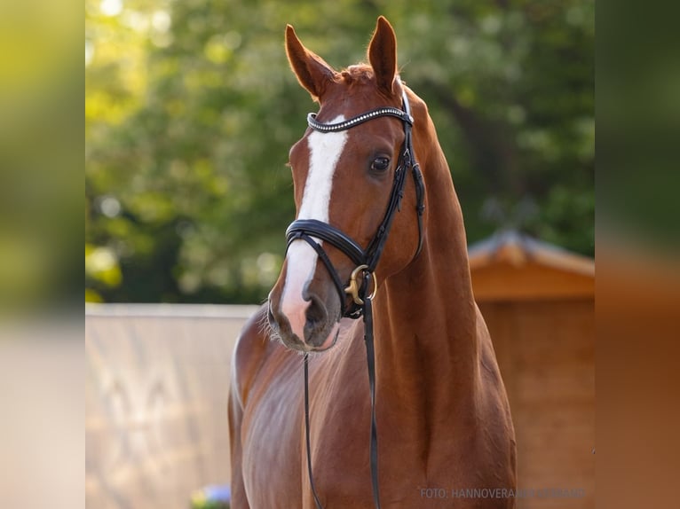 Hannoveriano Caballo castrado 3 años 175 cm Castaño oscuro in Verden