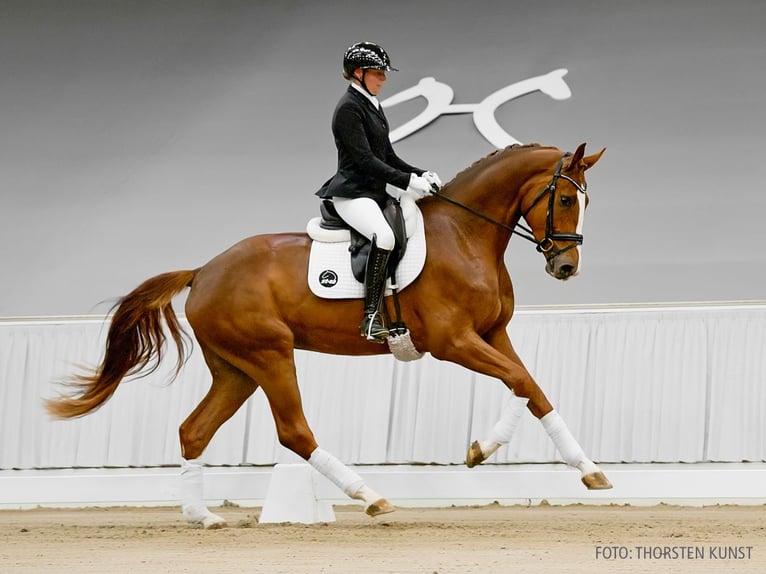 Hannoveriano Caballo castrado 3 años 175 cm Castaño oscuro in Verden