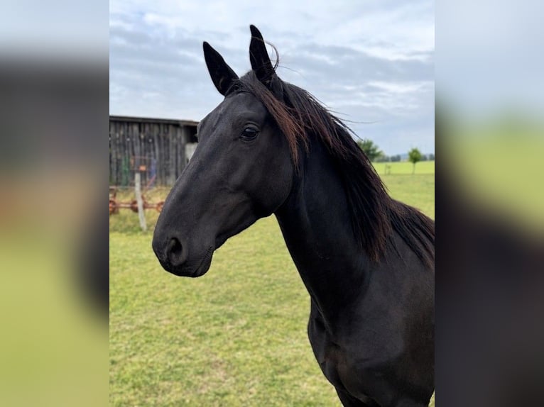 Hannoveriano Caballo castrado 3 años 175 cm Negro in Strausberg