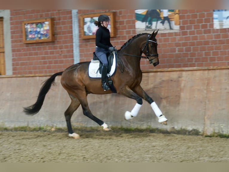 Hannoveriano Caballo castrado 3 años 176 cm Castaño in Paderborn Hannoveriano Caballo castrado 3 años 176 cm Castaño in Paderborn