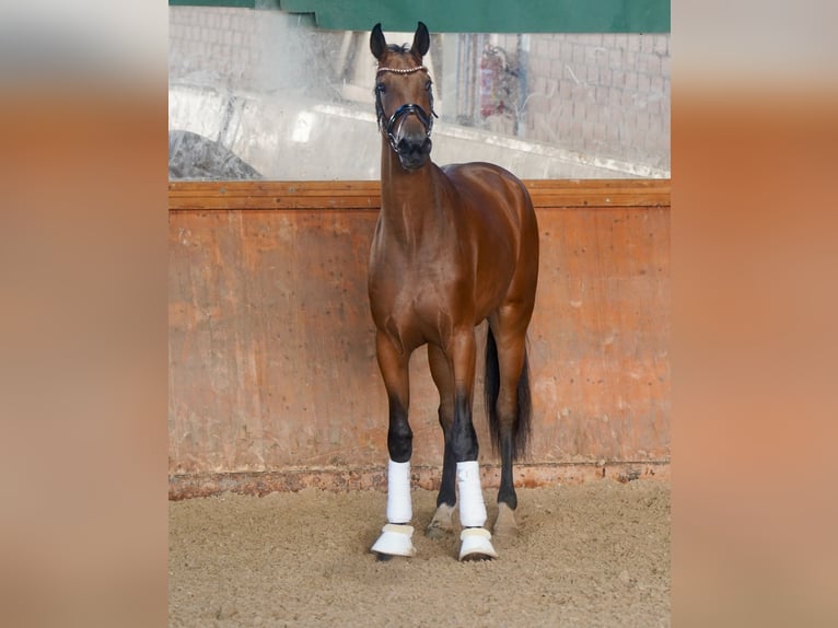 Hannoveriano Caballo castrado 3 años 176 cm Castaño in Paderborn Hannoveriano Caballo castrado 3 años 176 cm Castaño in Paderborn