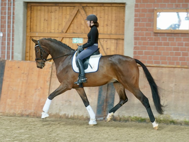 Hannoveriano Caballo castrado 3 años 176 cm Castaño in Paderborn Hannoveriano Caballo castrado 3 años 176 cm Castaño in Paderborn
