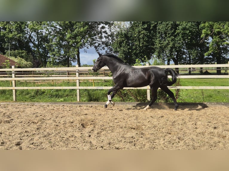 Hannoveriano Caballo castrado 3 años 176 cm Negro in Hamburg